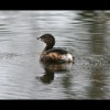 Pie-billed<br/>Grebe 1