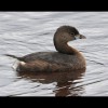 Pie-billed<br/>Grebe 2