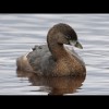 Pie-billed<br/>Grebe 3