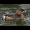 Pie-billed<br/>Grebe 4