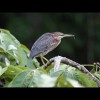 Green<br/>Heron 3