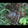 Green<br/>Heron 6