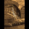 Green<br/>Heron 1<br/>Sepia