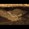 Green<br/>Heron 2<br/>Sepia