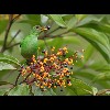 Female<br/>Green<br/>Honeycreeper
