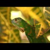 Green<br/>Lizard