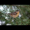 Female Black<br/>Headed <br/>Grosbeak