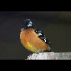 Male Black<br/>Headed<br/>Grosbeak