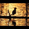 Gull