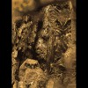 Great<br/>Horned<br/>Owls 2 Sepia