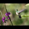 Hummingbird 4