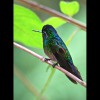 Hummingbird<br/>5