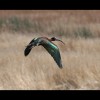 White<br/>Faced<br/>Ibis