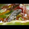 Iguana 1