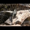 Iguana 3