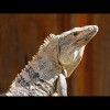 Iguana 4