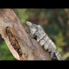 Iguana 5