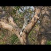 Iguana 6