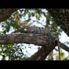 Iguana 7