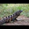 Iguana 8
