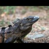 Iguana 9