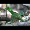 Jesus<br/>Christ<br/>Lizard 1