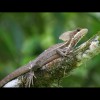 Jesus<br/>Christ<br/>Lizard 2