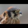 Kestrel 2