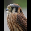 Kestrel 3