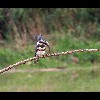 Belted<br/>Kingfisher 2