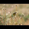 lLesser<br/>Goldfinch
