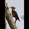 Lineated<br/>Wood<br/>Pecker 2