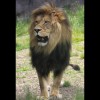Lion 1