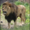 Lion 2