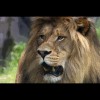 Lion 3