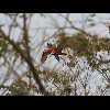 Scarlet<br/>Macaws