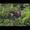 Scarlet<br/>Macaws 2