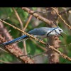 Magpie<br/>Jay
