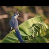 Magpie<br/>Jay 2