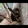 Mantled<br/>Monkey