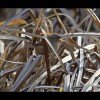 Marsh<br/>Wren 1