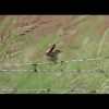 Marsh<br/>Wren 3