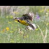 Western<br/>Meadowlark 2
