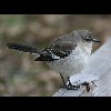 Eastern<br/>Mockingbird 2