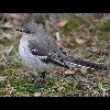 Eastern<br/>Mockingbird 3