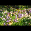 Monet's<br/>Iris 2
