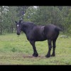 Morgan<br/>Horse