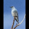 Mountain<br/>Bluebird