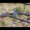 Mountain<br/>Bluebird 2