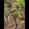 Nuttings<br/>Flycatcher